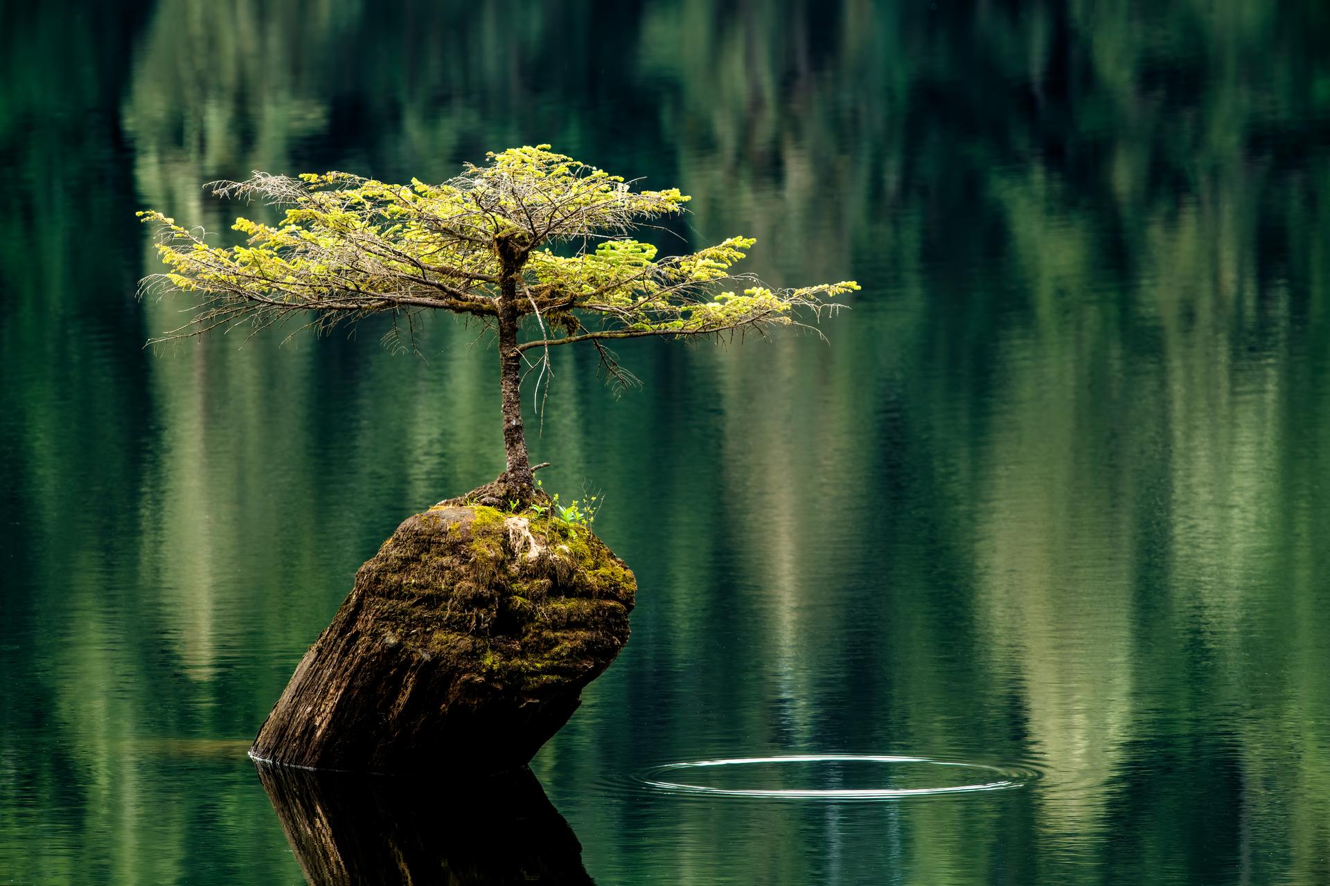 Drop in time, Fairy Lake Tree, Port Renfrew, Vancouver Island, BC Canada