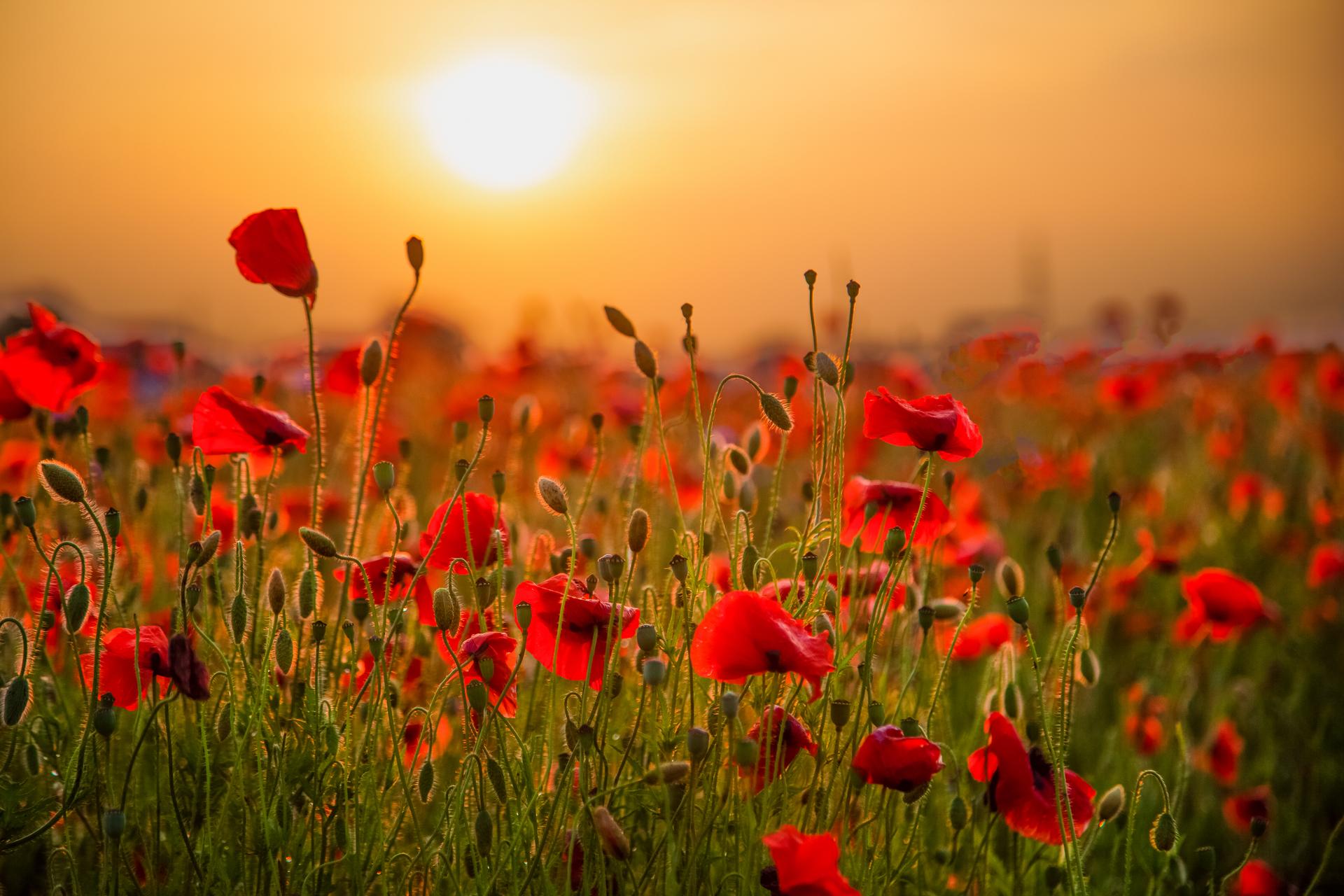 Field of poppies. Nature summer wild flowers. Red flower poppies plant. Buds of wildflowers. Poppy blossom background. Floral botanical freedom mood. Leaf and bush